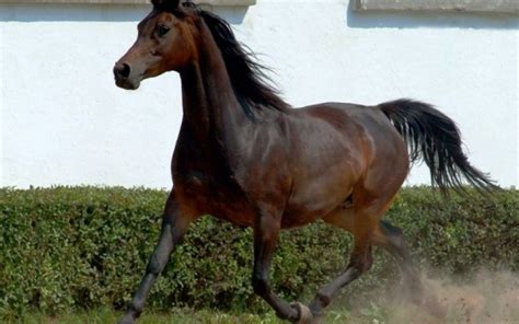 Лошадь Цена Фото – Telegraph