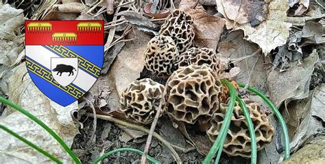 Coins à champignons dans les Ardennes Chasseurs de champignons