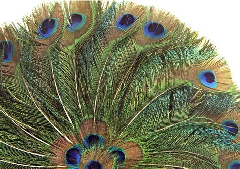 Color Photo Fantastic Peacock Feather Fan Color Photograph - Etsy