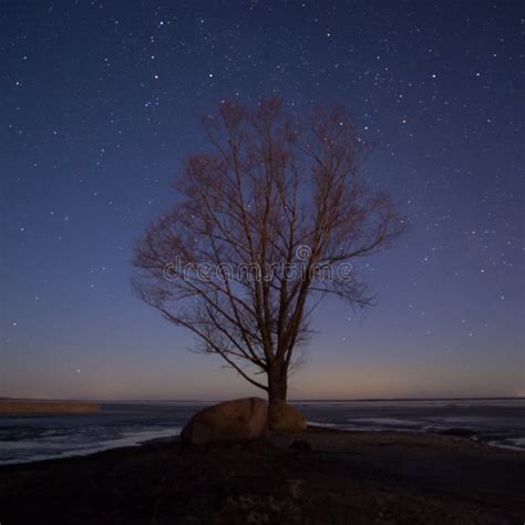 Beautiful Silhouette Of A Tree Under A Starry Blue Night Sky Near The