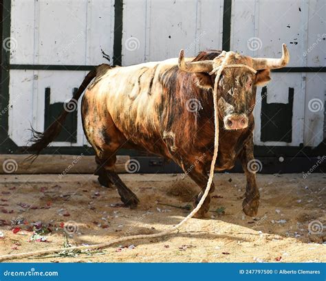 Un Taureau Fort Aux Grosses Cornes Photo Stock Image Du Furieux