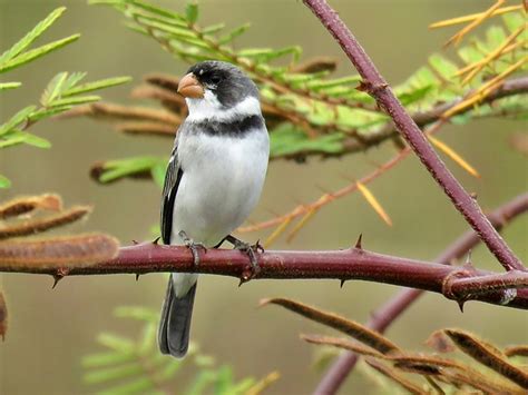 Foto Golinho Sporophila Albogularis Por Henrique Moreira Wiki Aves