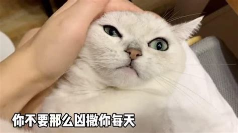 铲屎官和猫咪“大战”三百回合！所以，到底是猫厉害还是母老虎厉害 腾讯视频