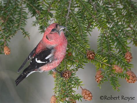 White-winged Crossbill