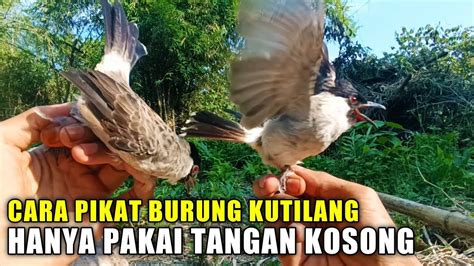 Cara Membuat Jebakan Burung Kutilang Sederhana Tanpa Pakai Pikat