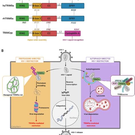 Structure And Functions Of Trim A Rhesus Rh Trim Human