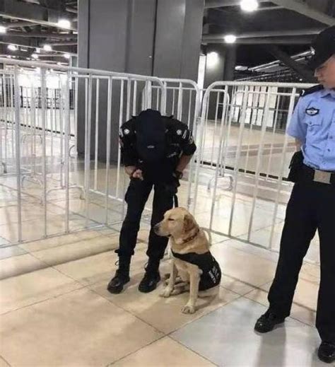 警犬在訓練過程中，竟打起了瞌睡：不聽不聽，烏龜念經 每日頭條