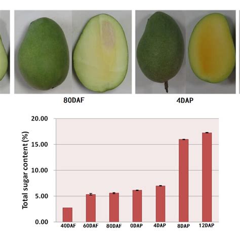 A Morphology Of Mango At Different Developmental Stages And B Download Scientific Diagram