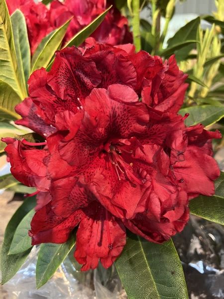 Rhododendron True Blood Rhododendrons Hybrids Species