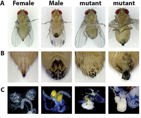 Figure 4 From Crisprcas9 Mediated Mutagenesis Of The White And Sex Lethal Loci In The Invasive