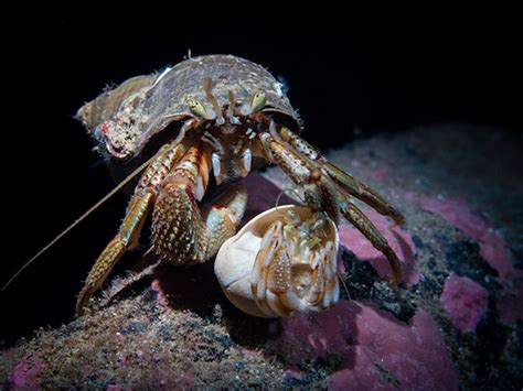 Common Hermit Crab Pagurus Bernhardus