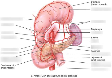 Celiac Trunk And Its Branches Diagram Quizlet