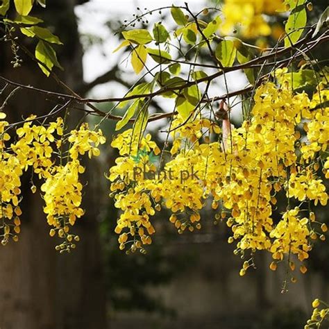 AMALTAS (املتاس)- FLOWER TREE - Herbel Medicine - Plant.Pk