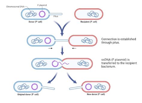 12 Biogenesis Examples – StudiousGuy