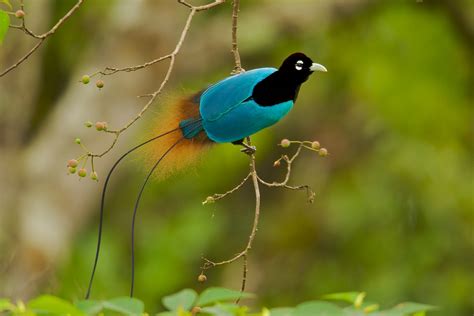 The 20-Year Quest To Track Down Every Bird-Of-Paradise Species Before They Vanish