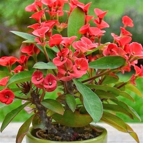 Euphorbia Milii With Red Bloom The Crown Of Thorns Christ Plant Christ