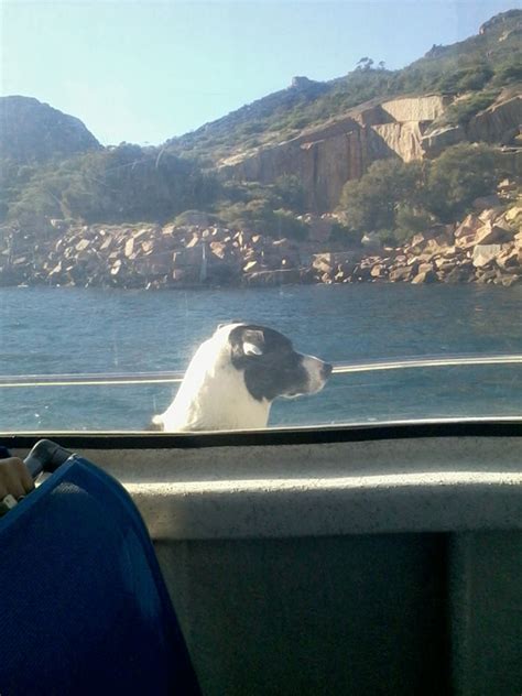 Wineglass Bay Cruise - Marine Wildlife Photography - Luke O'Brien ...