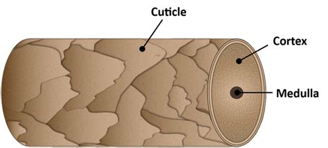 Schematic representation of the hair shaft structure. | Download ...