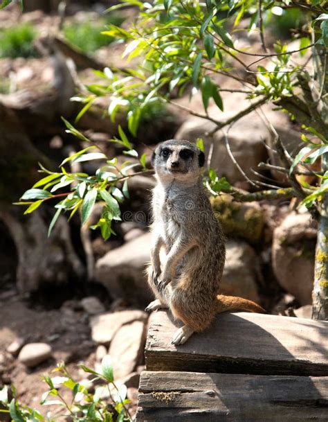 meerkat habitat stock   royalty  stock