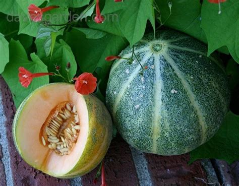 Plantfiles Pictures Cantaloupe Emerald Gem Cucumis Melo By Melody