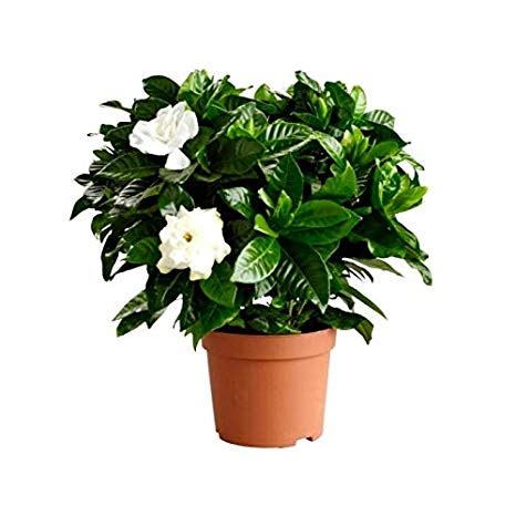 Gardenia | Indoor Plants | Plantshop.me