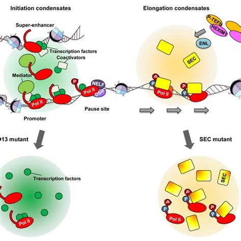 Pdf Phase Separation Transcriptional Elongation Control And Human