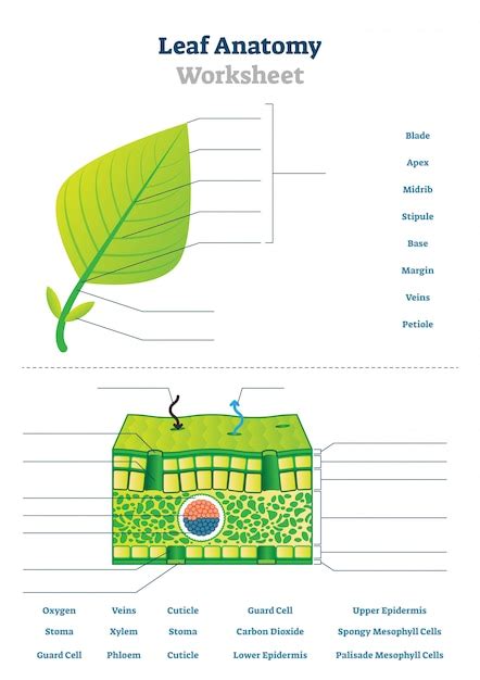 Ilustración de hoja de trabajo de anatomía de la hoja Vector Premium