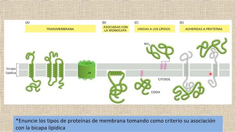 Membranas Biol Gicas Prote Nas De Membrana Youtube