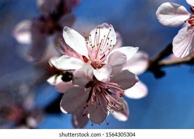 Kawazu Cherry Blossoms Kurumazaki Shrine Stock Photo 2250962907 ...