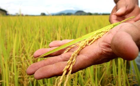 Você sabe a importância do arroz SindArroz Santa Catarina