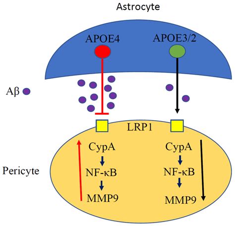 Immuno Free Full Text The Role Of Apoe And Nf κb In Alzheimers Disease