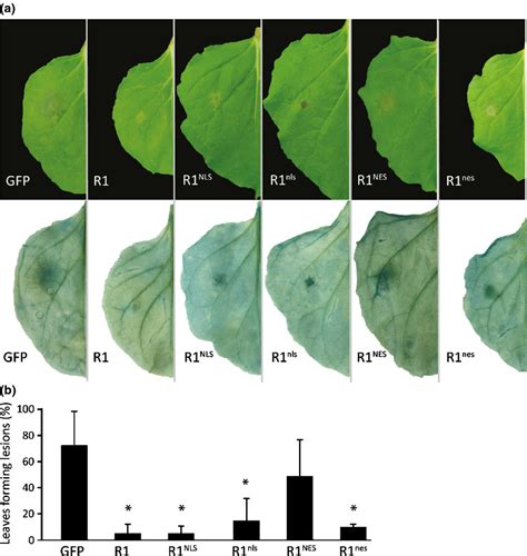 Immune Activation Mediated By The Late Blight Resistance Protein R1 Requires Nuclear