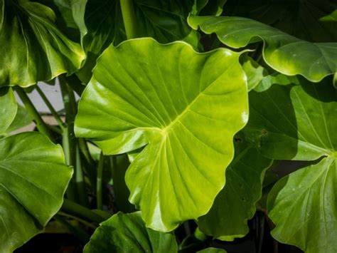 Cultiver une plante d oreille d éléphant à l intérieur Guide de soins