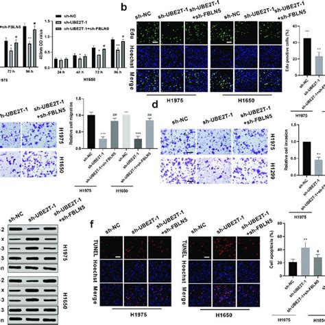 FBLN5 Knockdown Abrogates The Inhibitory Effect Of Sh UBE2T On LUAD