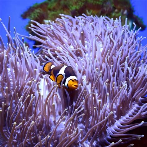 Orange clownfish - Facts, Diet, Habitat & Pictures on Animalia.bio