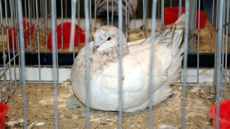 The History Of Pigeon Racing From Ancient Times To Modern Day