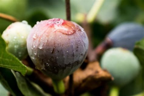 Frutos De Figo Roxo Pendurados No Galho De Uma Figueira Orvalho E