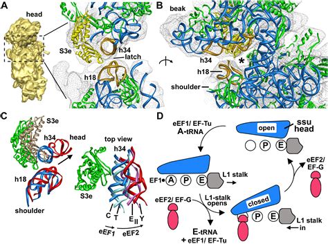 Structure of the Mammalian 80S Ribosome at 8.7 Å Resolution: Structure