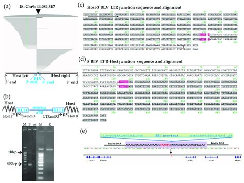 Visualization of next-generation sequencing (NGS) reads mapped to the ...