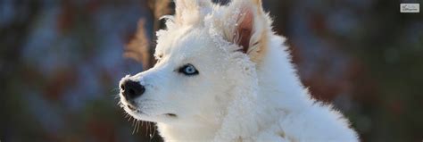 White Husky - Everything You Need To Know