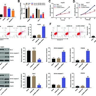 Downregulation Of Hsa Circ Inhibited Proliferation And Induced