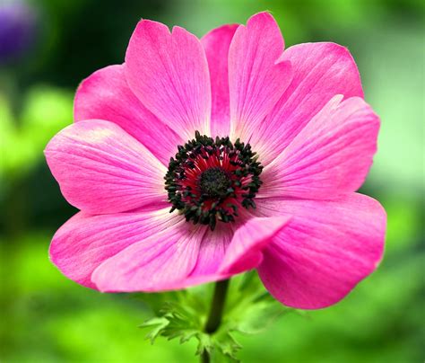 Anemone Flower Blossom Free Photo On Pixabay Pixabay