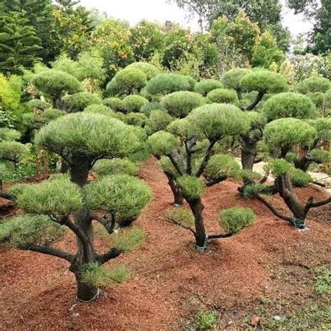 Tanaman Cemara Udang Siap Bonsai Lazada Indonesia