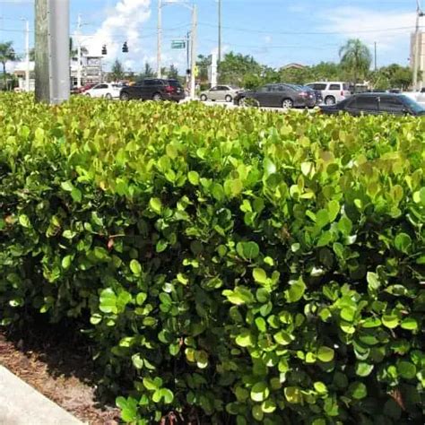 10 Best Native Shrubs for Florida Gardens - Pond Informer