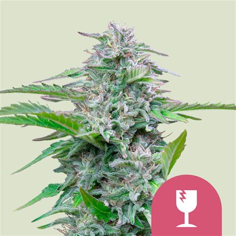 Get Critical Feminized Cannabis Seeds Royal Queen Seeds Usa