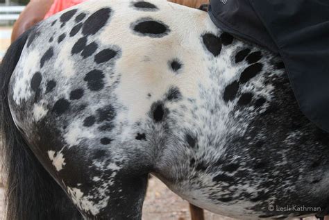 Mapping On Appaloosas Part 2 Appaloosa Horses Appaloosa Horse