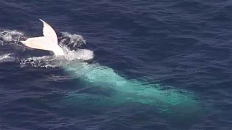 Rare White Humpback Whale Seen Off Australian Coast