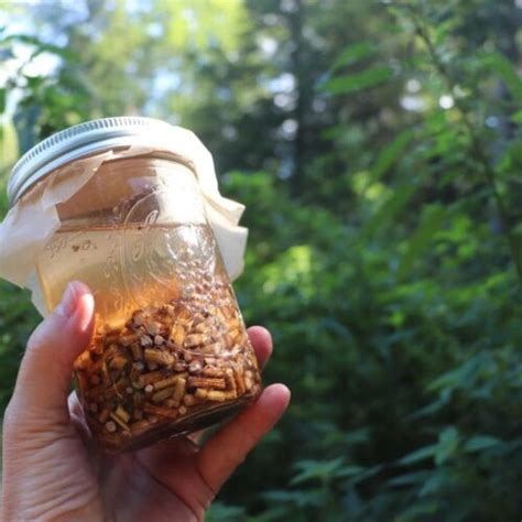 Stinging Nettle Root Tincture {Harvest, Make, And Use}