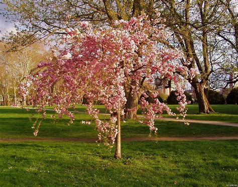 Миндаль Prunus triloba на штамбе (67 фото) - фото - картинки и рисунки ...
