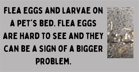 Fleas in Bed: 8 Tell Tale Signs to Look Out For